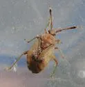 Pycnocoris ursinus - photo 3