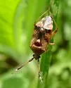 Pycnocoris ursinus - photo 4