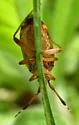 Pycnocoris ursinus - photo 5