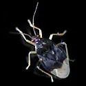 Pycnoderes dilatatus