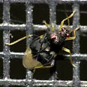 Pycnoderes dilatatus - photo 2