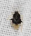 Pycnoderes dilatatus - photo 4