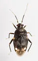 Pycnoderes obscuratus