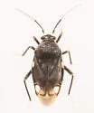 Pycnoderes obscuratus - photo 2