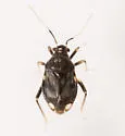 Pycnoderes obscuratus - photo 3