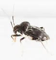 Pycnoderes obscuratus - photo 4