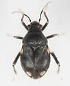 Pycnoderes obscuratus - photo 5