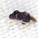 Pycnoderes quadrimaculatus - photo 2