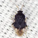 Pycnoderes quadrimaculatus - photo 3