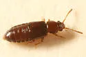 Pycnoglypta campbelli