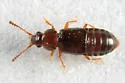 Pycnoglypta campbelli - photo 2