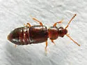 Pycnoglypta campbelli - photo 3