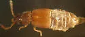 Pycnoglypta campbelli - photo 4