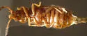 Pycnoglypta campbelli - photo 5