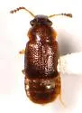 Pycnoglypta fracta - Pycnoglypta fracta