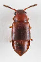 Pycnoglypta fracta - photo 2