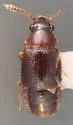 Pycnoglypta fracta - photo 4