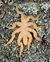 Pycnogonum stearnsi