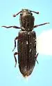 Pycnomerus arizonicus