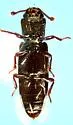 Pycnomerus arizonicus - photo 2