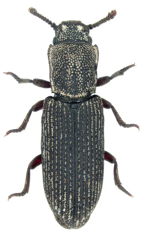 Pycnomerus fuliginosus