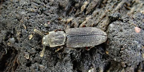 Pycnomerus fuliginosus - photo 2