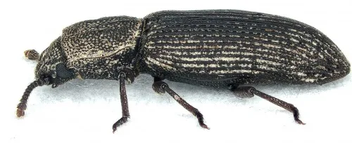 Pycnomerus fuliginosus - photo 3