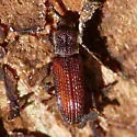 Pycnomerus haematodes - photo 2