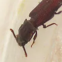 Pycnomerus haematodes - photo 3