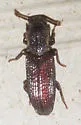 Pycnomerus haematodes - photo 4