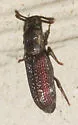 Pycnomerus haematodes - photo 5