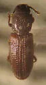 Pycnomerus reflexus