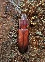Pycnomerus reflexus - photo 2