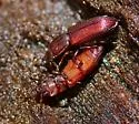 Pycnomerus reflexus - photo 3