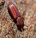 Pycnomerus reflexus - photo 4