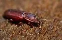 Pycnomerus reflexus - photo 5