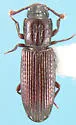 Pycnomerus sulcicollis
