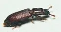 Pycnomerus sulcicollis - photo 2
