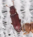 Pycnomerus sulcicollis - photo 3
