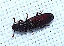 Pycnomerus sulcicollis - photo 4
