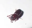 Pycnomerus sulcicollis - photo 5