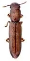 Pycnomerus thrinax