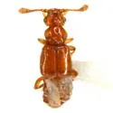 Pycnoplectus spinifer