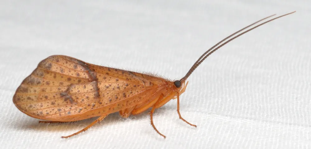 Pycnopsyche antica - photo 3