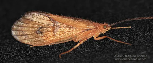Pycnopsyche circularis