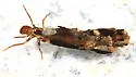 Pycnopsyche guttifera