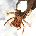 Pycnopsyche guttifera - photo 2