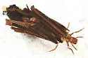 Pycnopsyche guttifera - photo 3