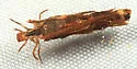 Pycnopsyche guttifera - photo 4