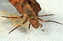 Pycnopsyche guttifera - photo 5